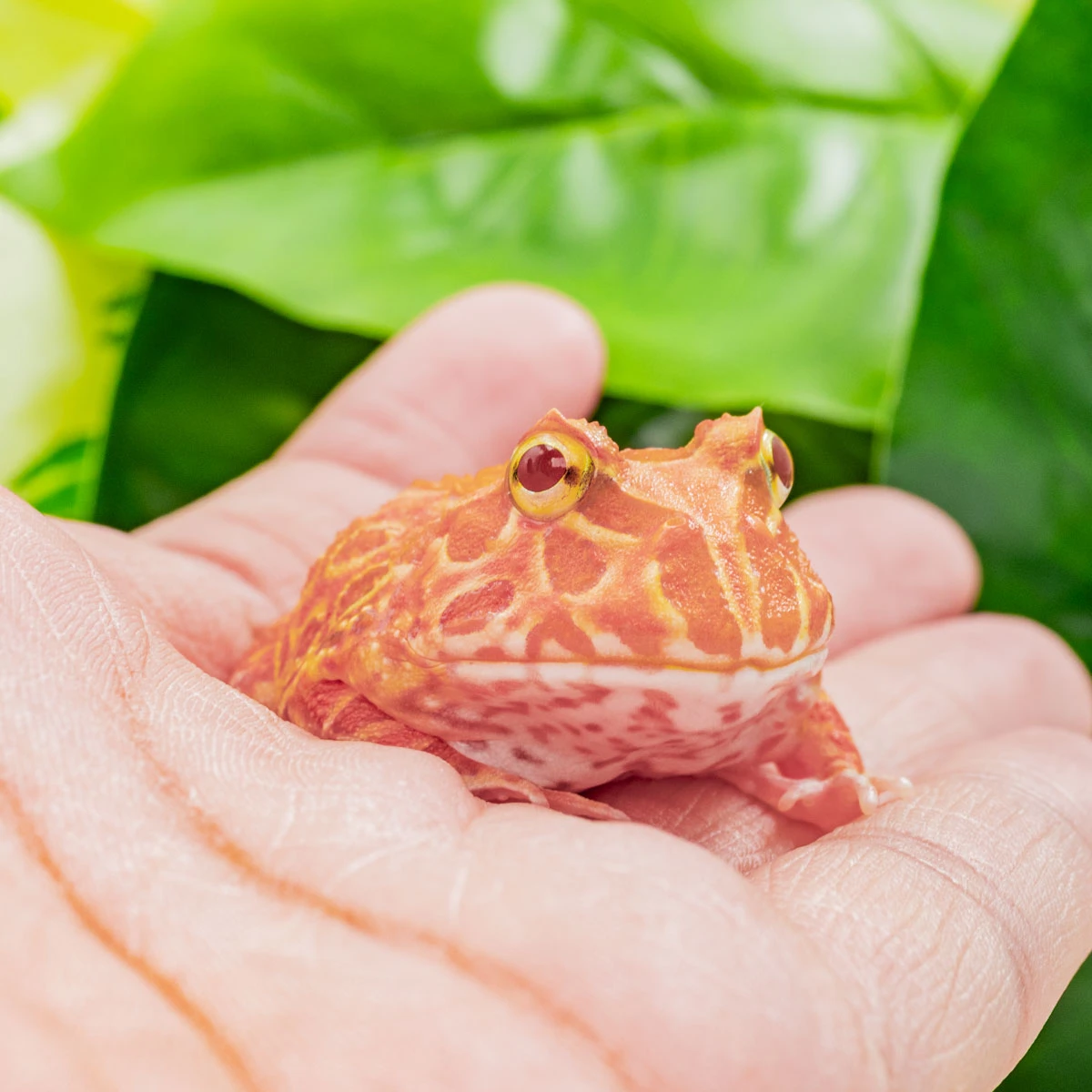 CCS10－南美角蛙 (草莓．體長4.1cm)