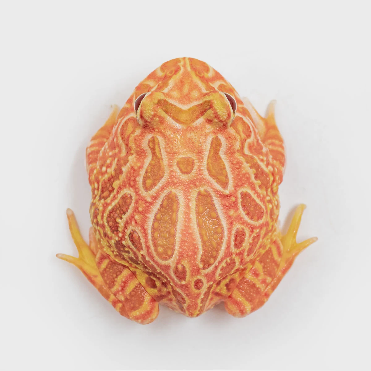 CCS11－南美角蛙 (草莓．體長4.3cm)