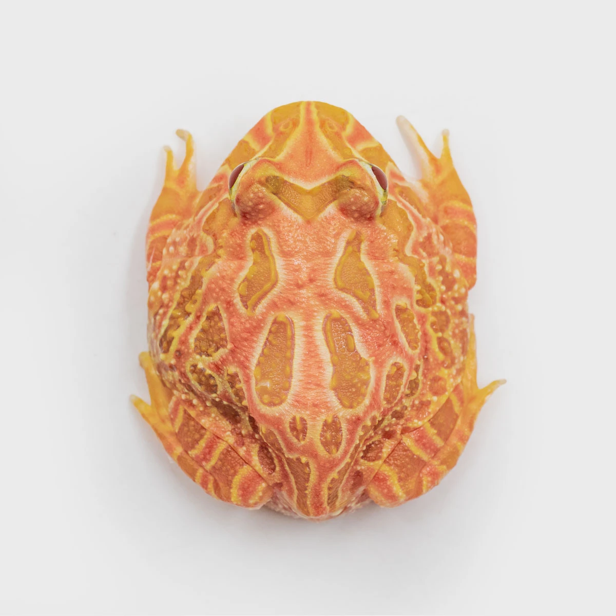 CCS13－南美角蛙 (草莓．體長4.4cm)