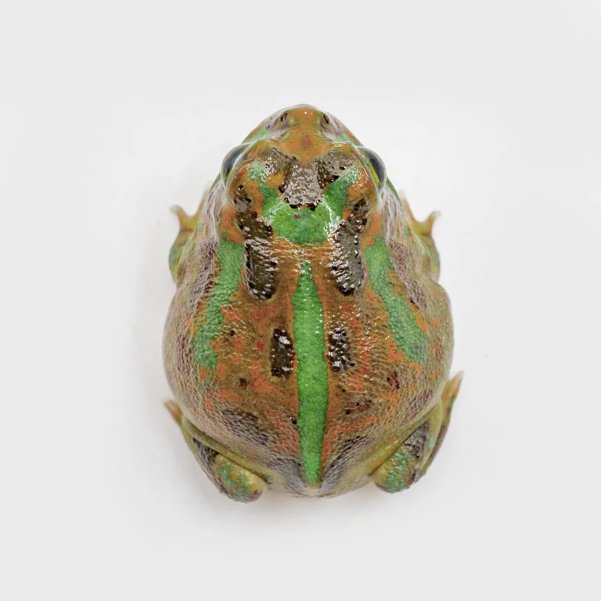 PIE11－波子角蛙 (體長3.4cm)