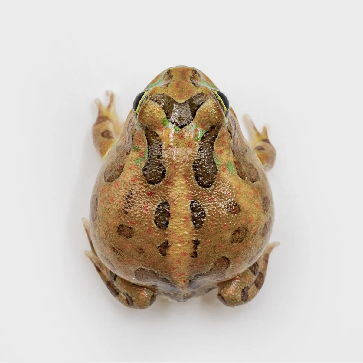 PIE15－波子角蛙 (體長3.1cm)