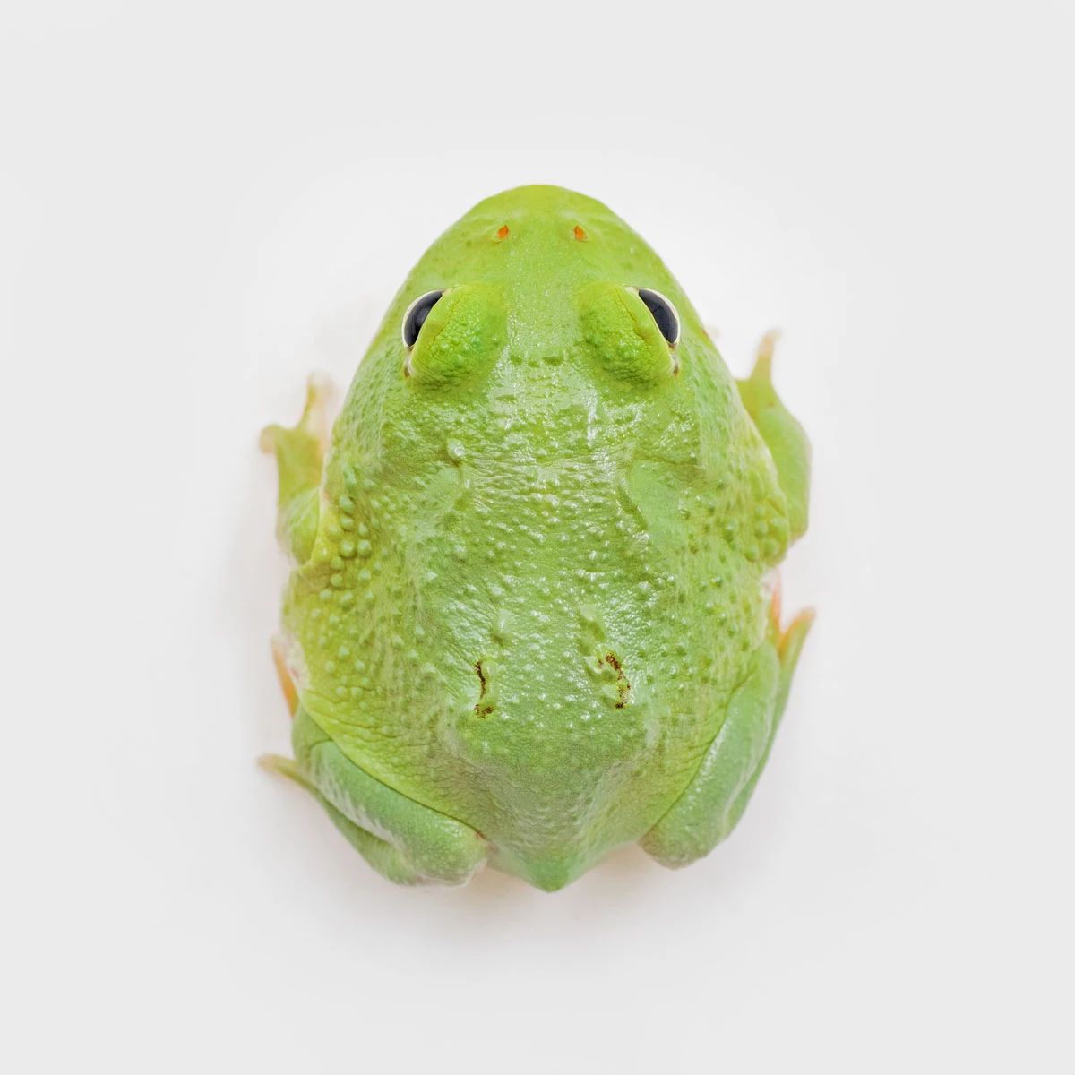 CCG04－南美角蛙 (少紋綠角．體長3.6cm)