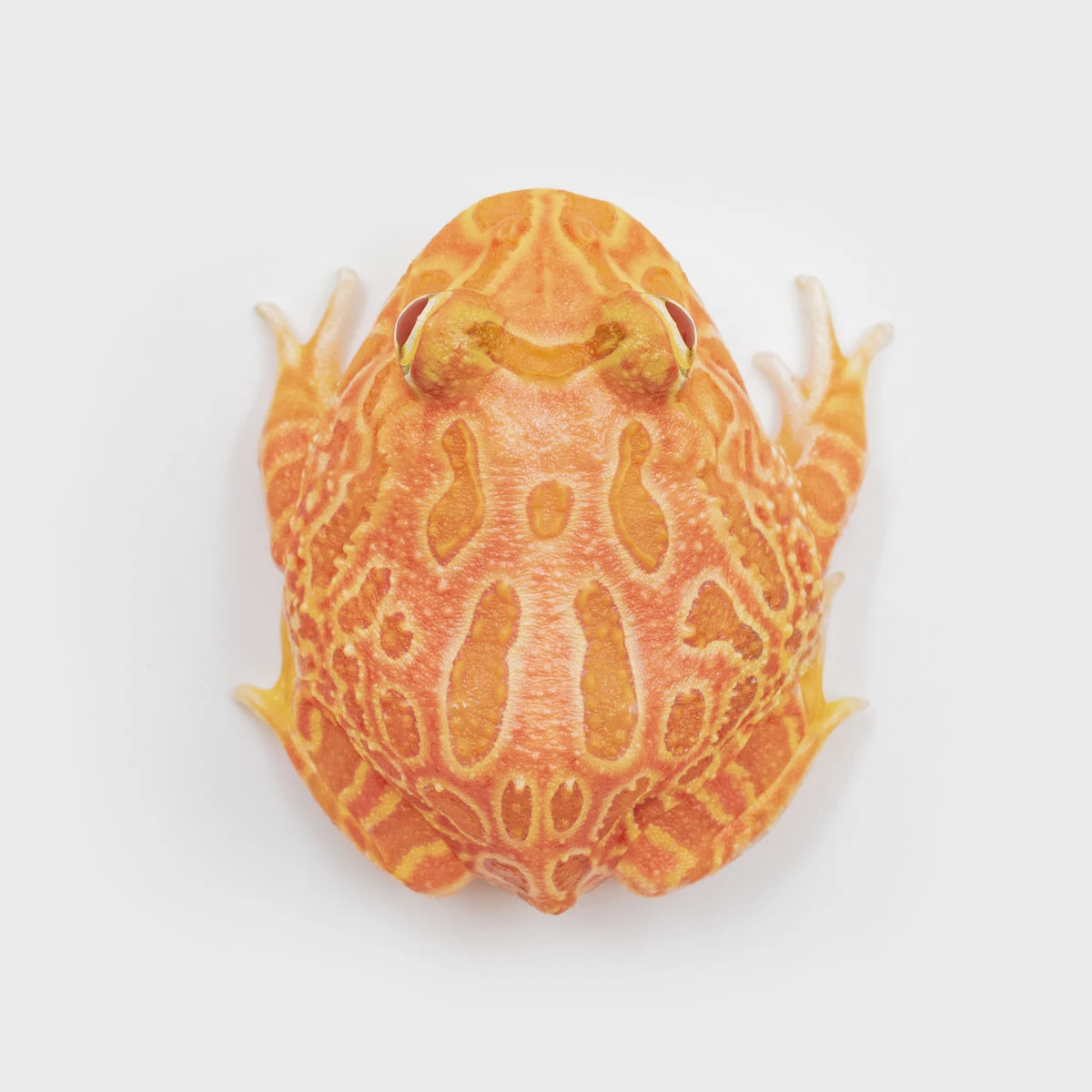 CCS05－南美角蛙 (草莓．體長3.8cm)
