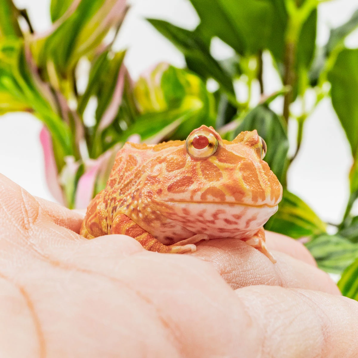CCS05－南美角蛙 (草莓．體長3.8cm)