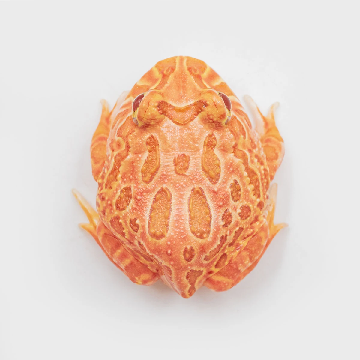 CCS14－南美角蛙 (草莓．體長3.8cm)