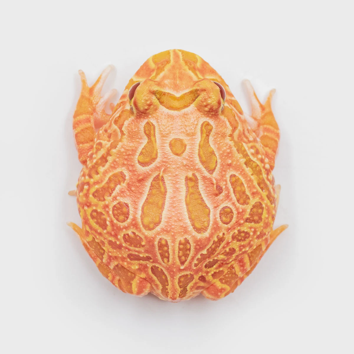 CCS16－南美角蛙 (草莓．體長4.3cm)