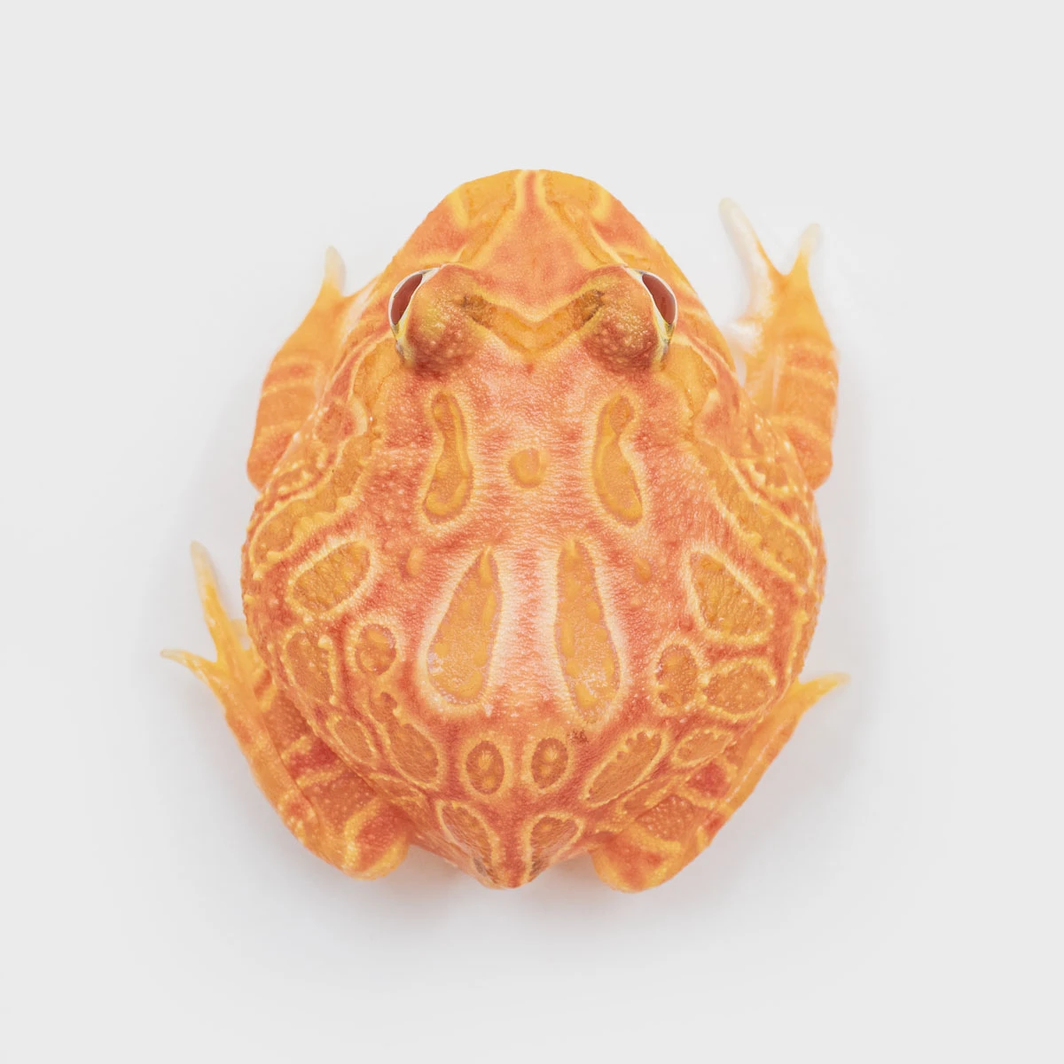 CCS17－南美角蛙 (草莓．體長4cm)