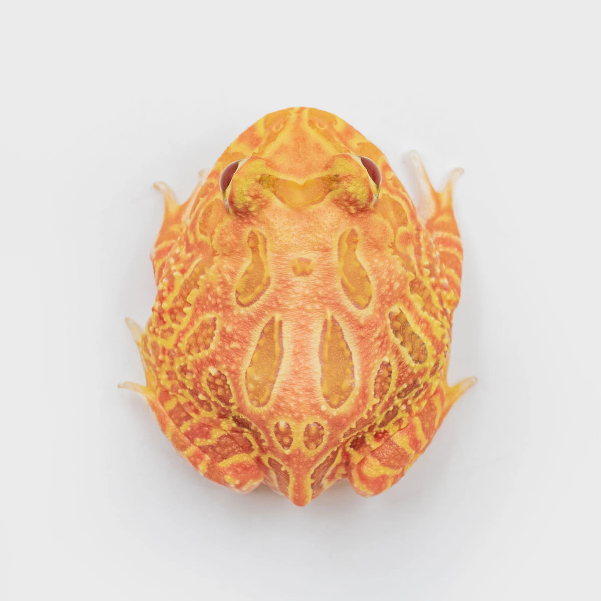 CCS18－南美角蛙 (草莓．體長4.2cm)