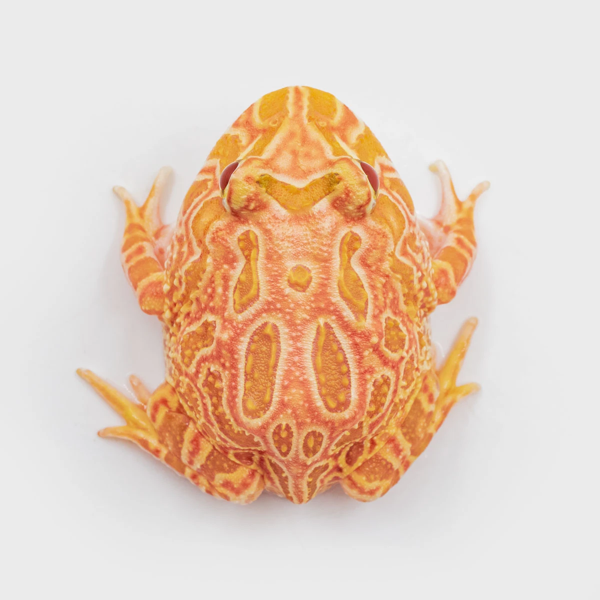 CCS03－南美角蛙 (草莓．體長4.5cm)