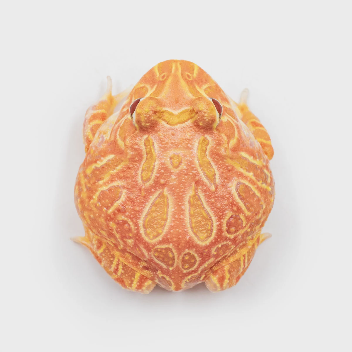 CCS09－南美角蛙 (草莓．體長4.6cm)