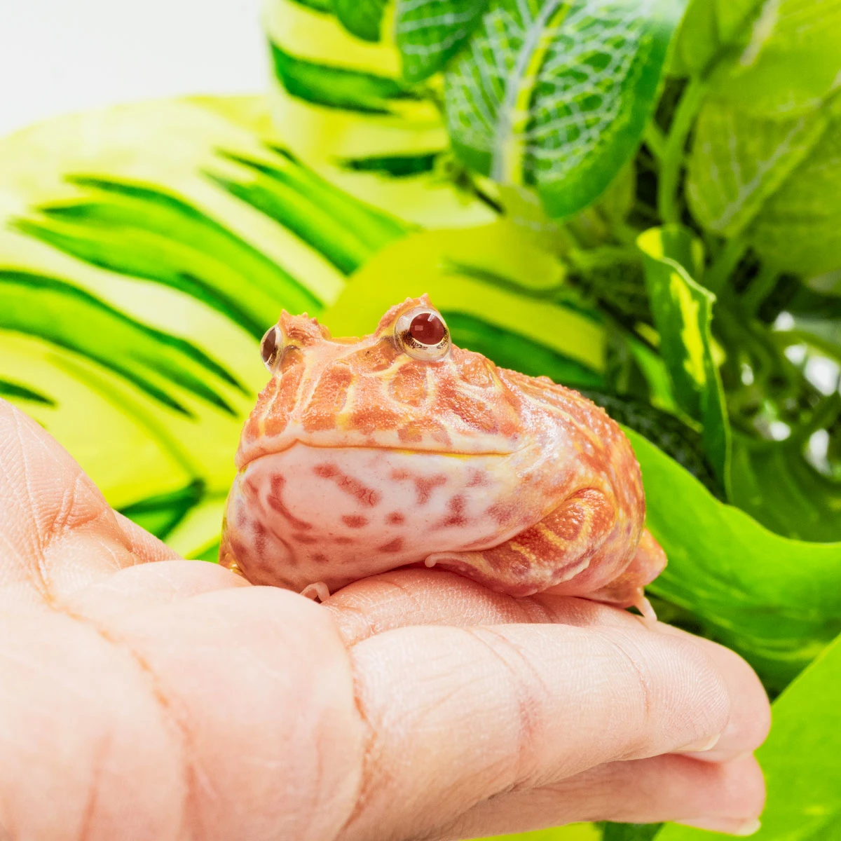 CCS09－南美角蛙 (草莓．體長4.6cm)