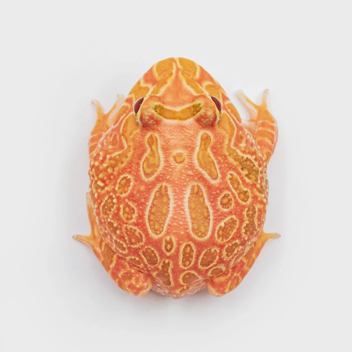 CCS20－南美角蛙 (草莓．體長4.4cm)