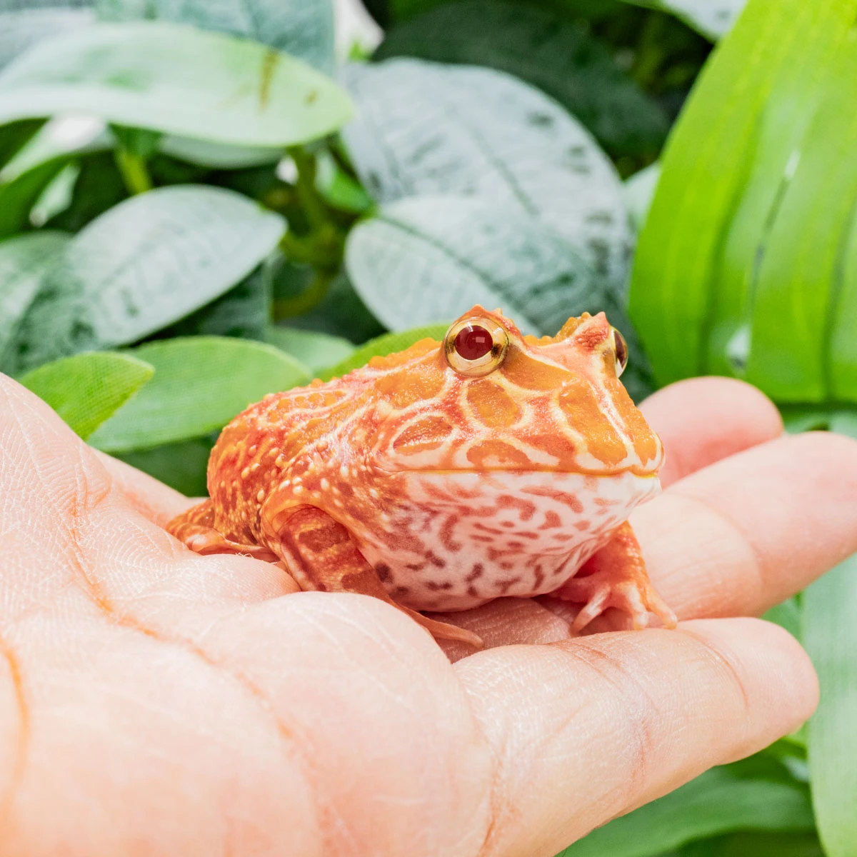 CCS20－南美角蛙 (草莓．體長4.4cm)