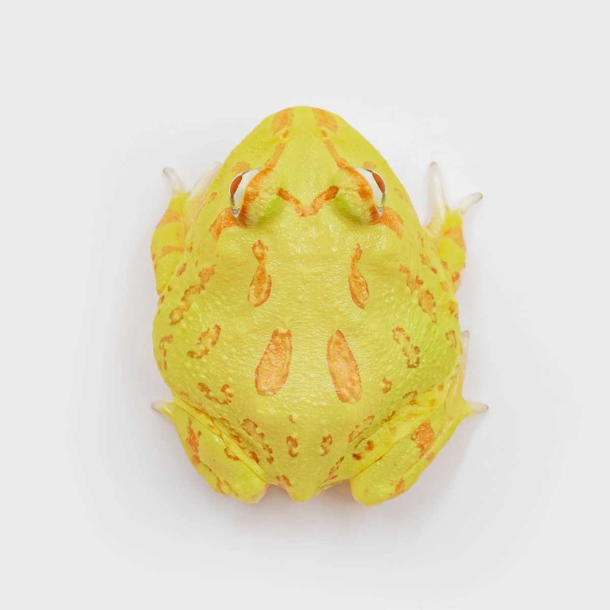 CCY01－南美角蛙 (黃金．體長4.3cm)