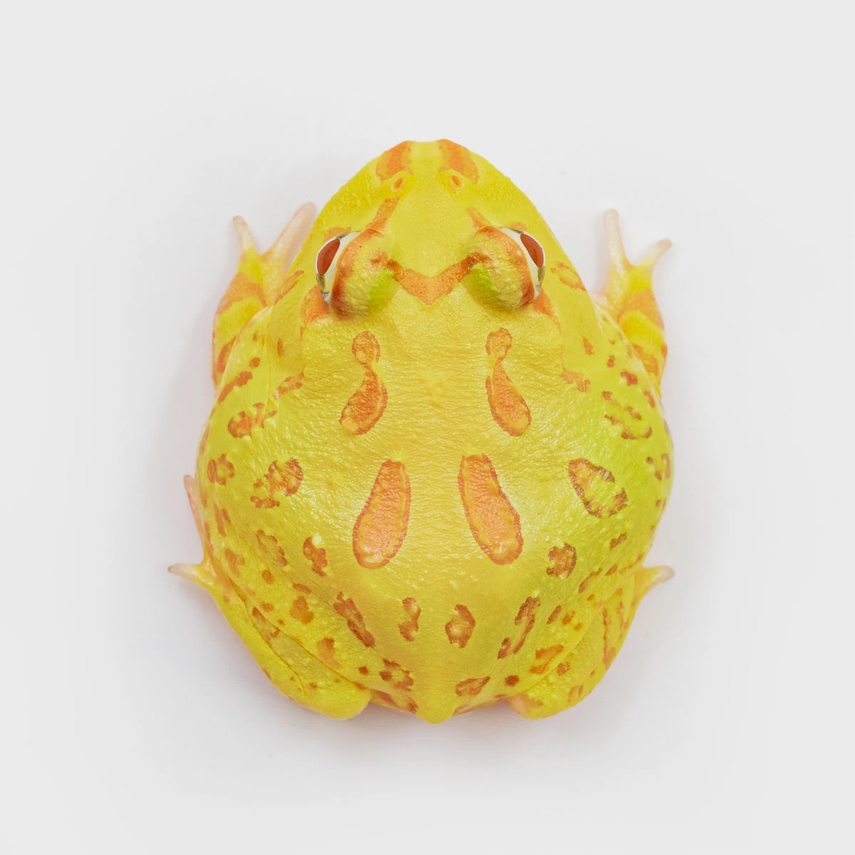 CCY02－南美角蛙 (黃金．體長4.3cm)