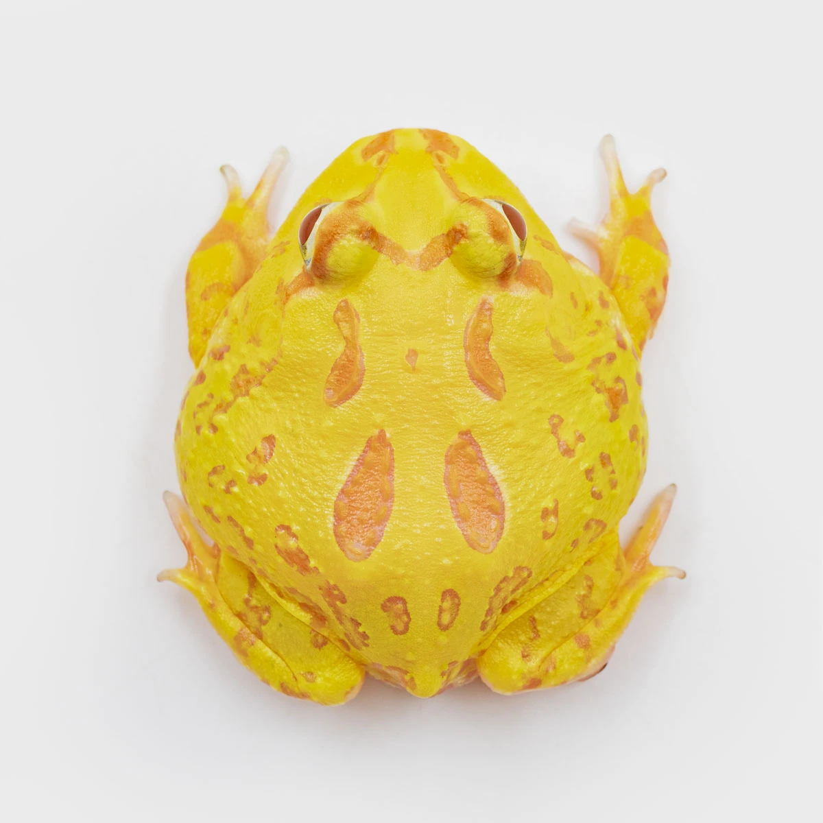 CCY03－南美角蛙 (黃金．體長4.5cm)