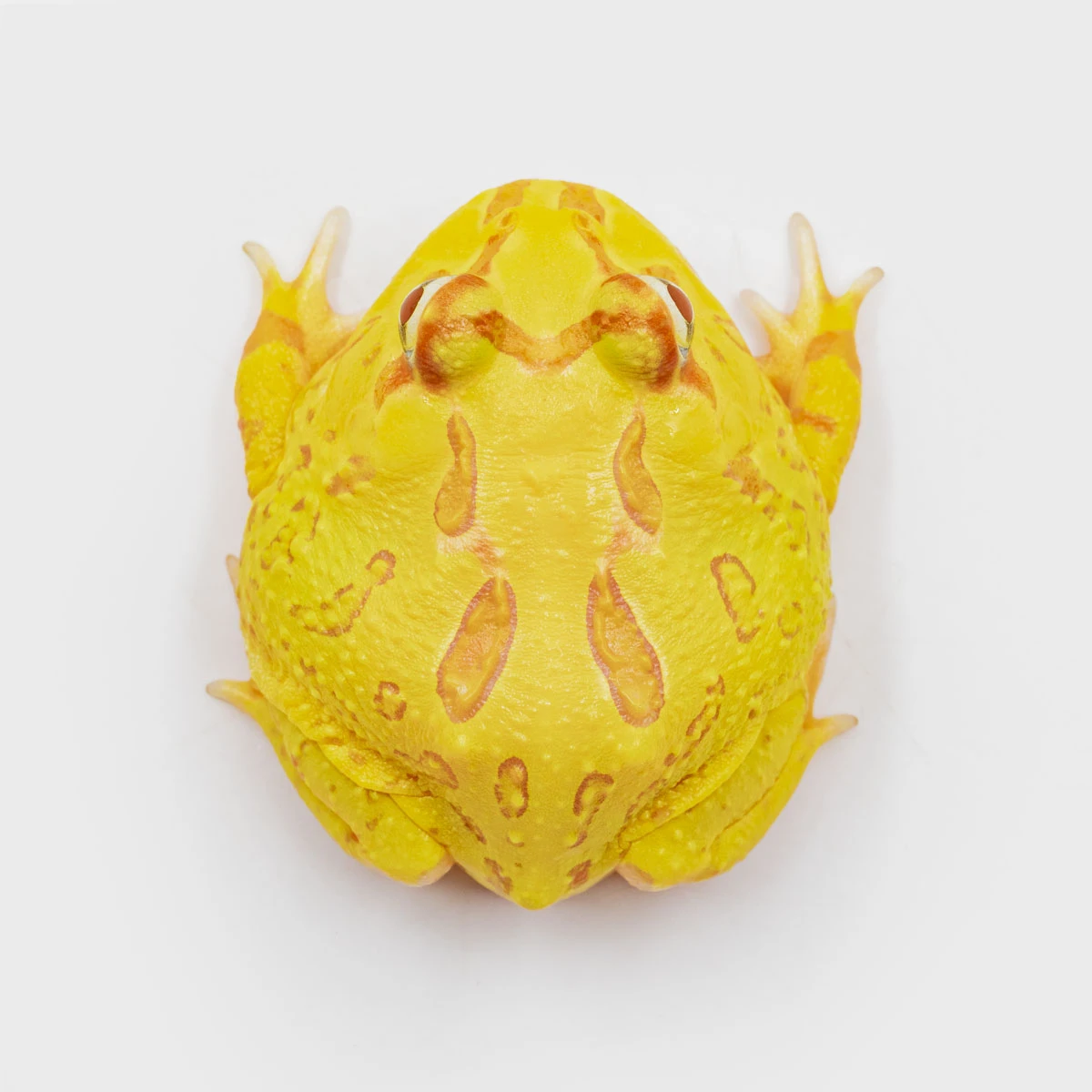 CCY05－南美角蛙 (黃金．體長4.6cm)