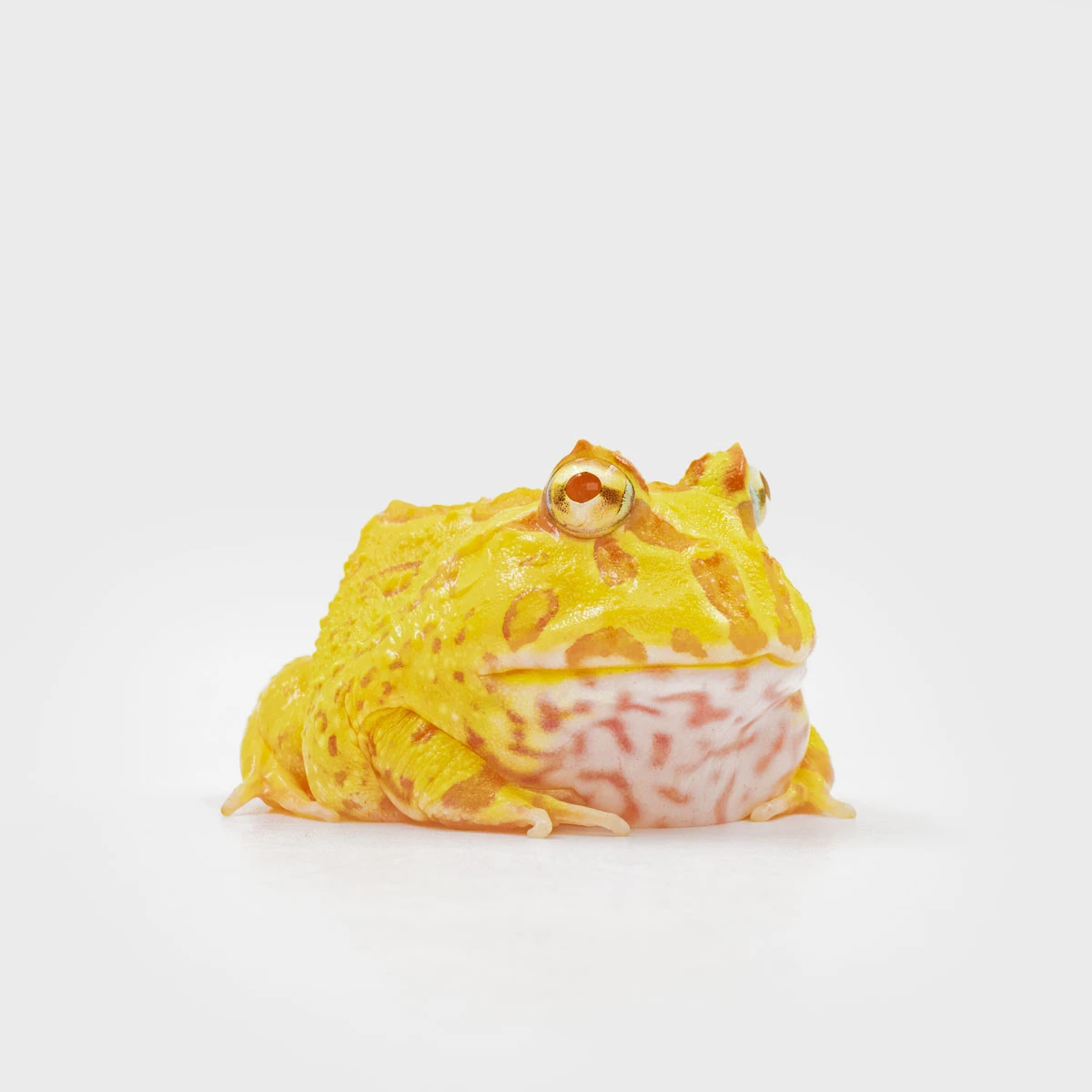 CCY05－南美角蛙 (黃金．體長4.6cm)