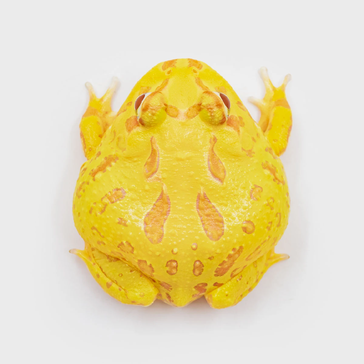 CCY06－南美角蛙 (黃金．體長4.8cm)