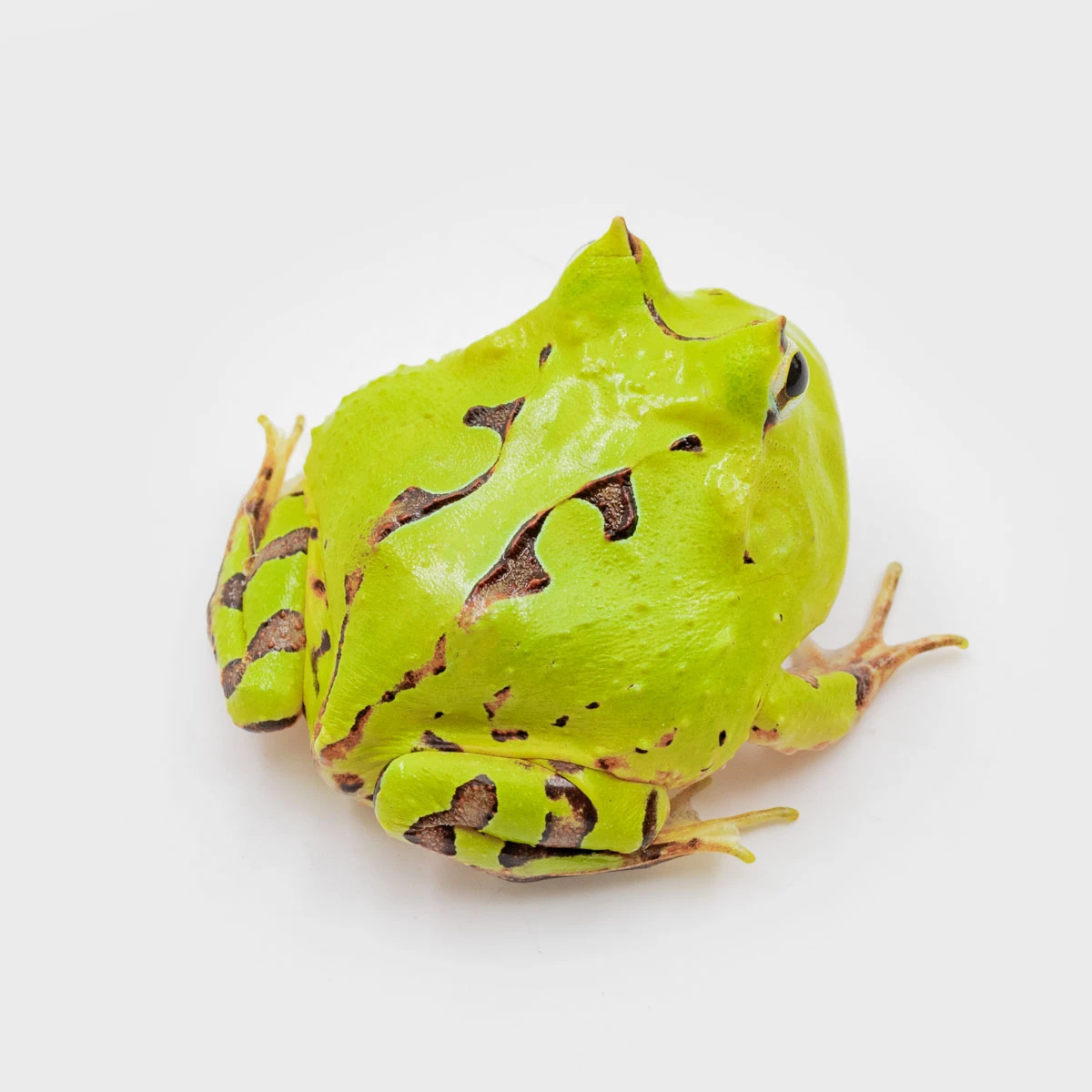 CCT02－霸王角蛙 (體長3.5cm)