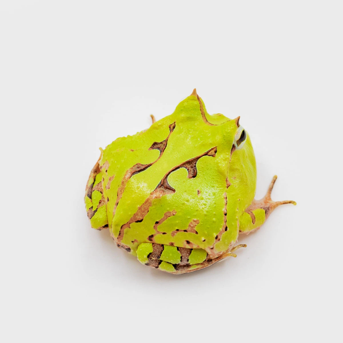 CCT19－霸王角蛙 (體長3.1cm)