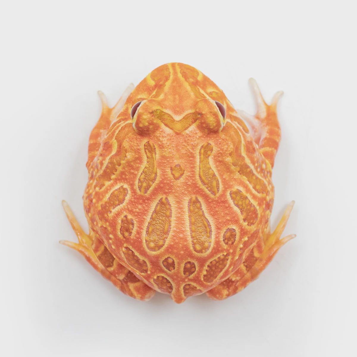 CCS21－南美角蛙 (草莓．體長4.3cm)