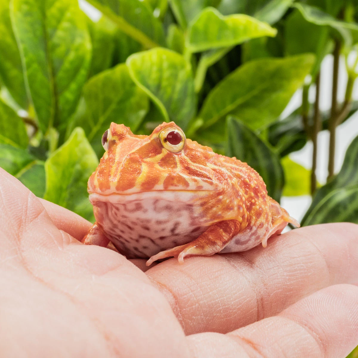 CCS21－南美角蛙 (草莓．體長4.3cm)