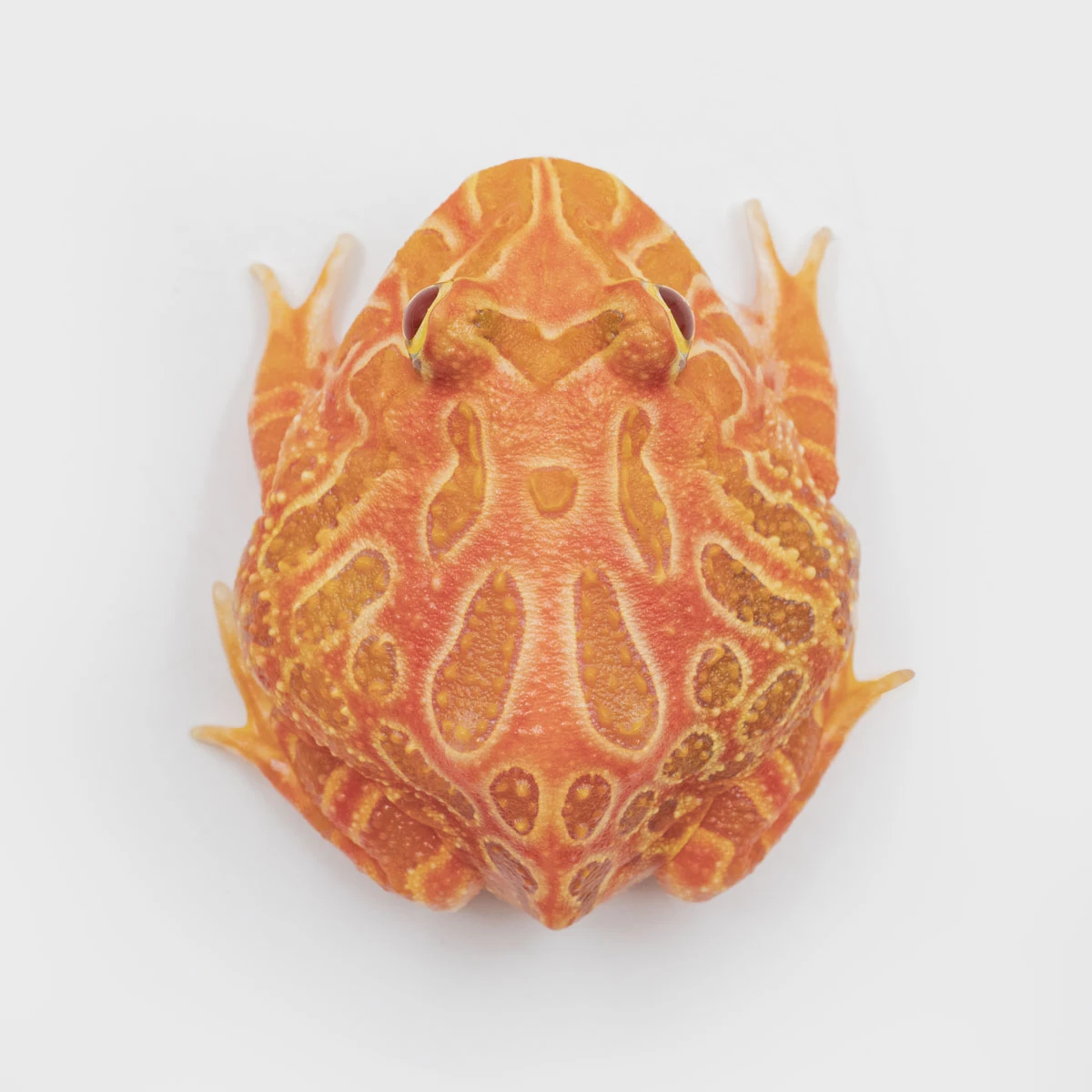 CCS22－南美角蛙 (草莓．體長4.5cm)