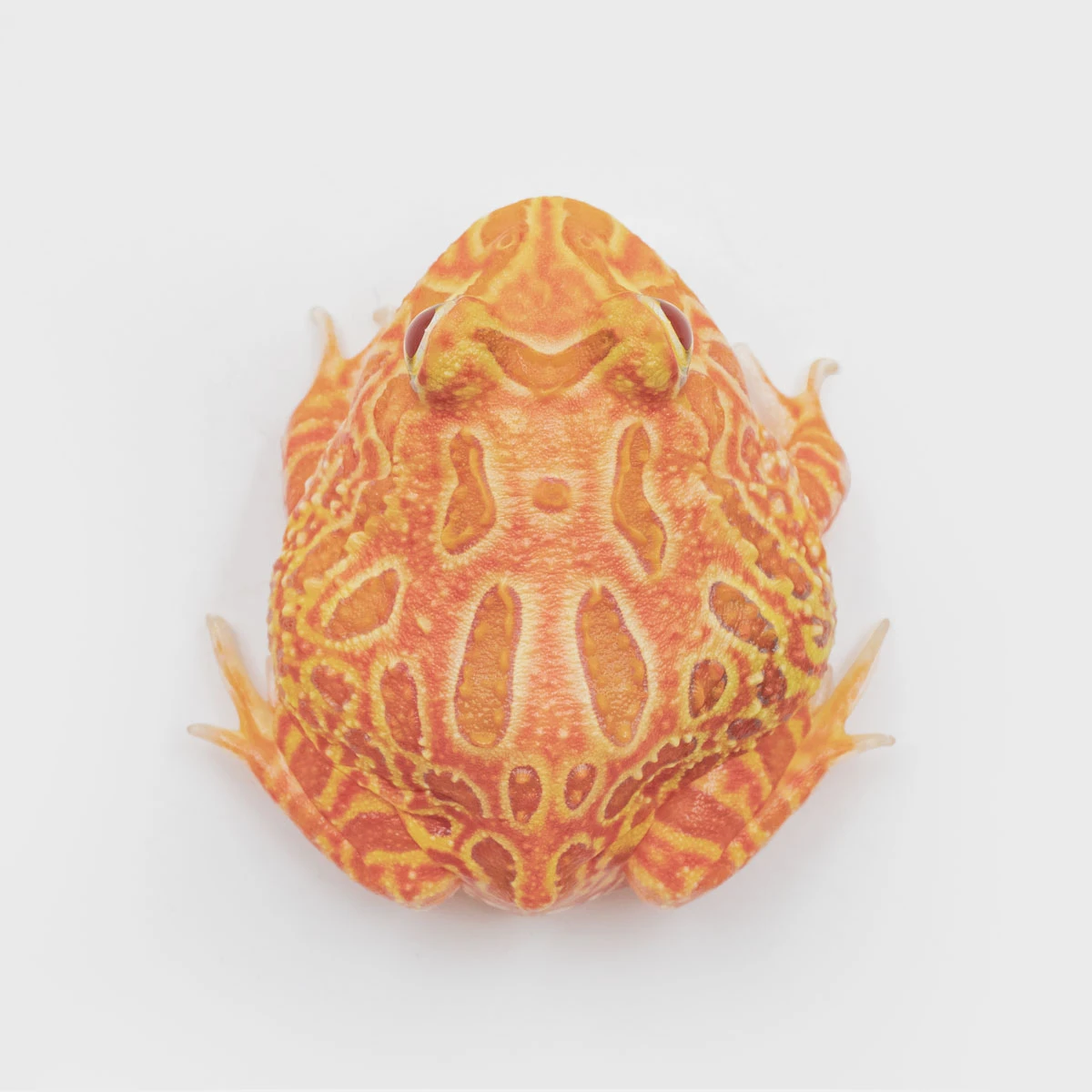 CCS23－南美角蛙 (草莓．體長3.9cm)