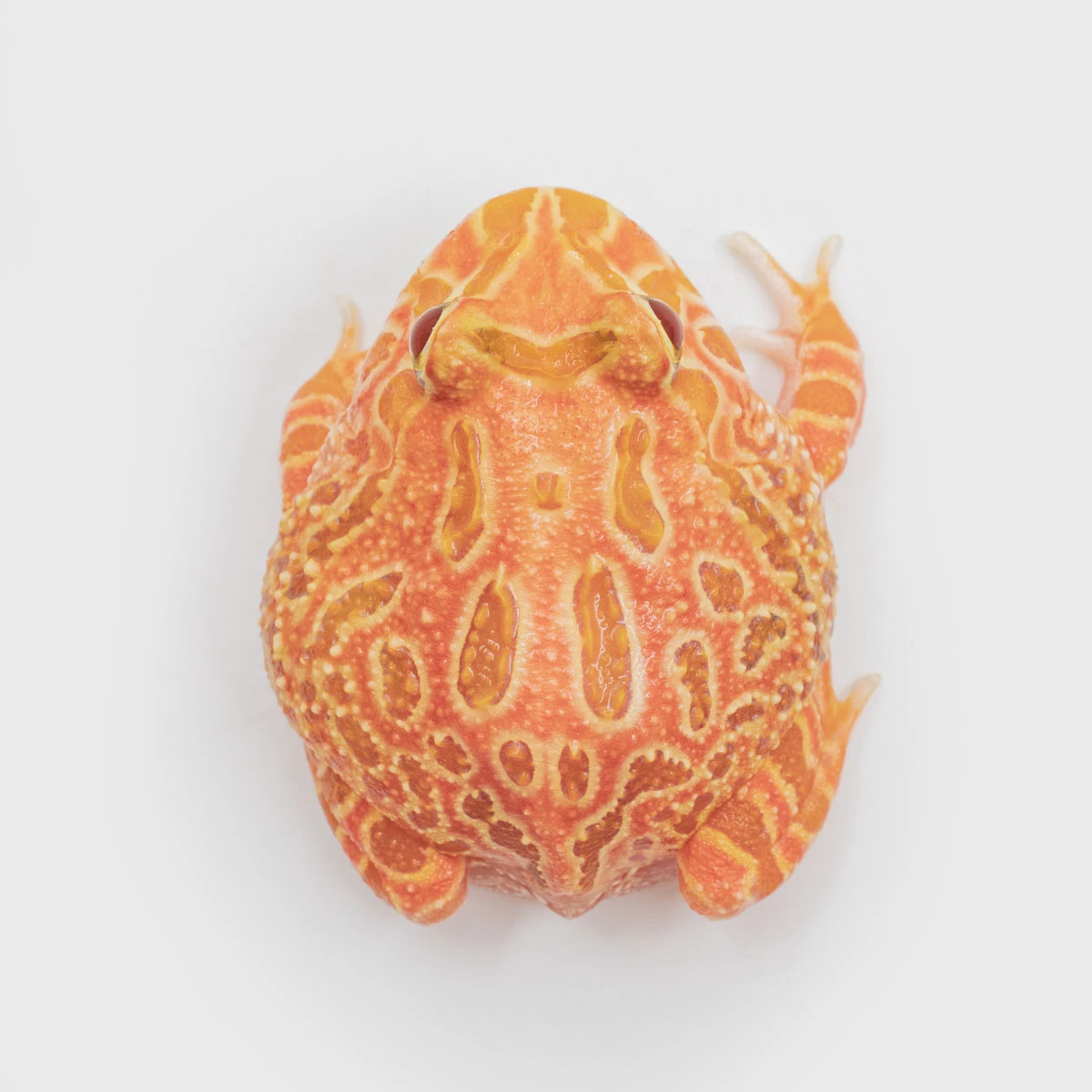 CCS24－南美角蛙 (草莓．體長4.5cm)