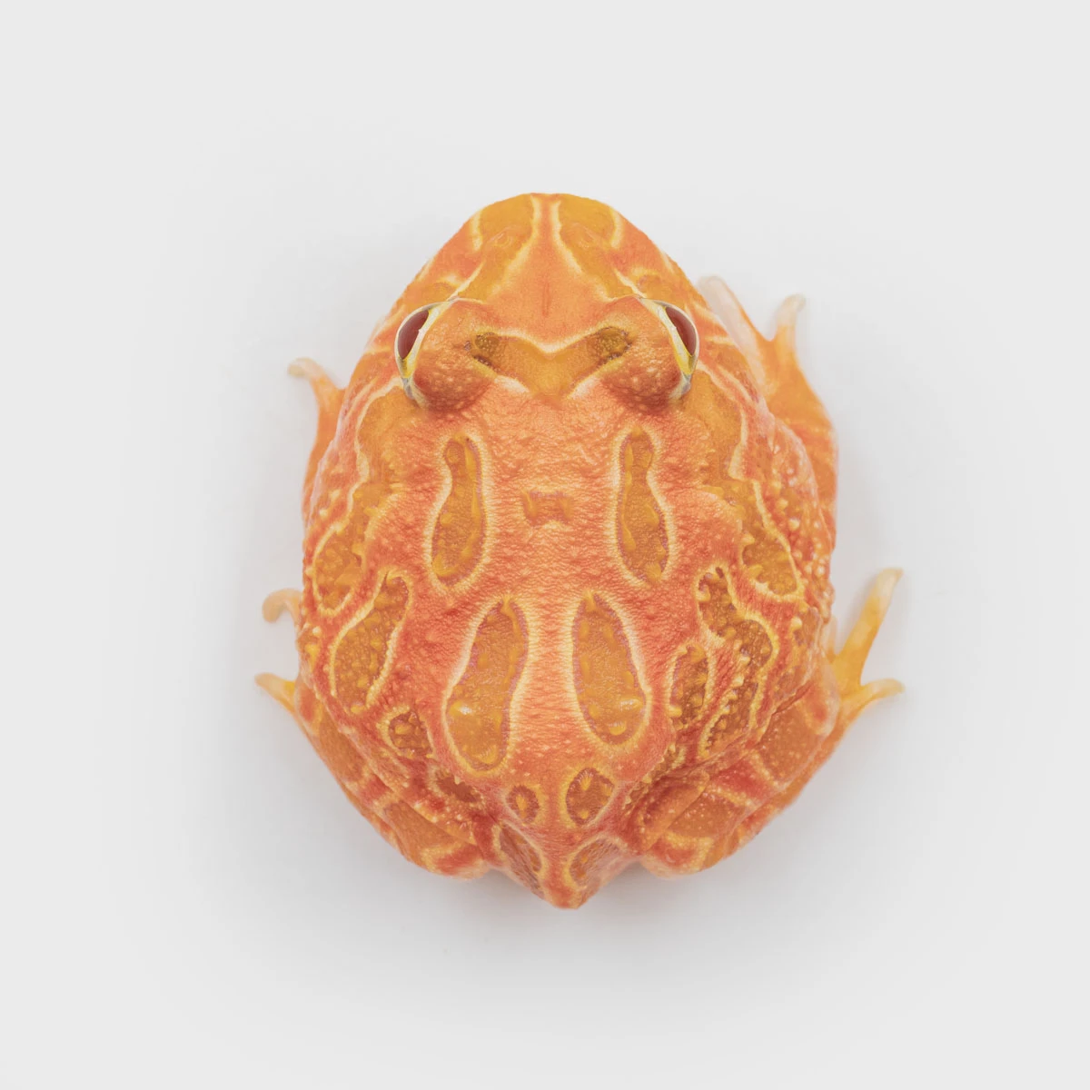 CCS25－南美角蛙 (草莓．體長3.8cm)