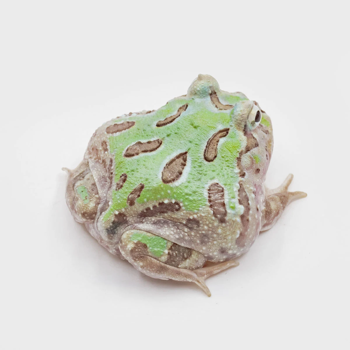CCM04－南美角蛙 (變異．體長4.8cm)