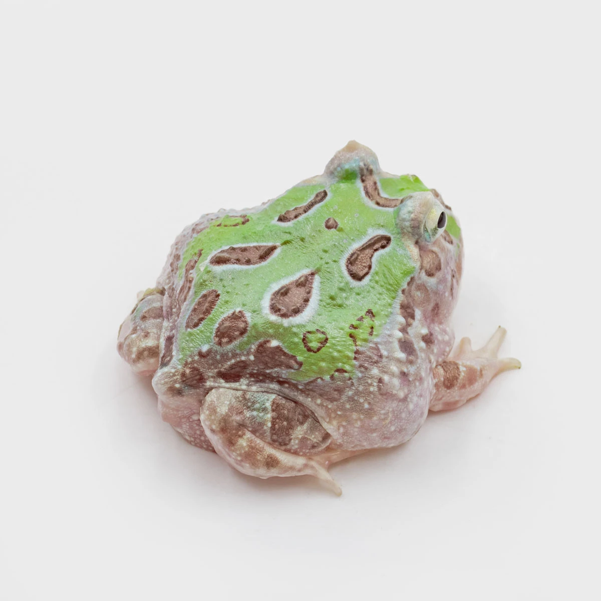 CCM05－南美角蛙 (變異．體長4.9cm)