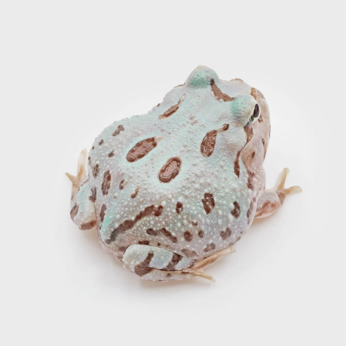CCM10－南美角蛙 (變異．體長3.8cm)