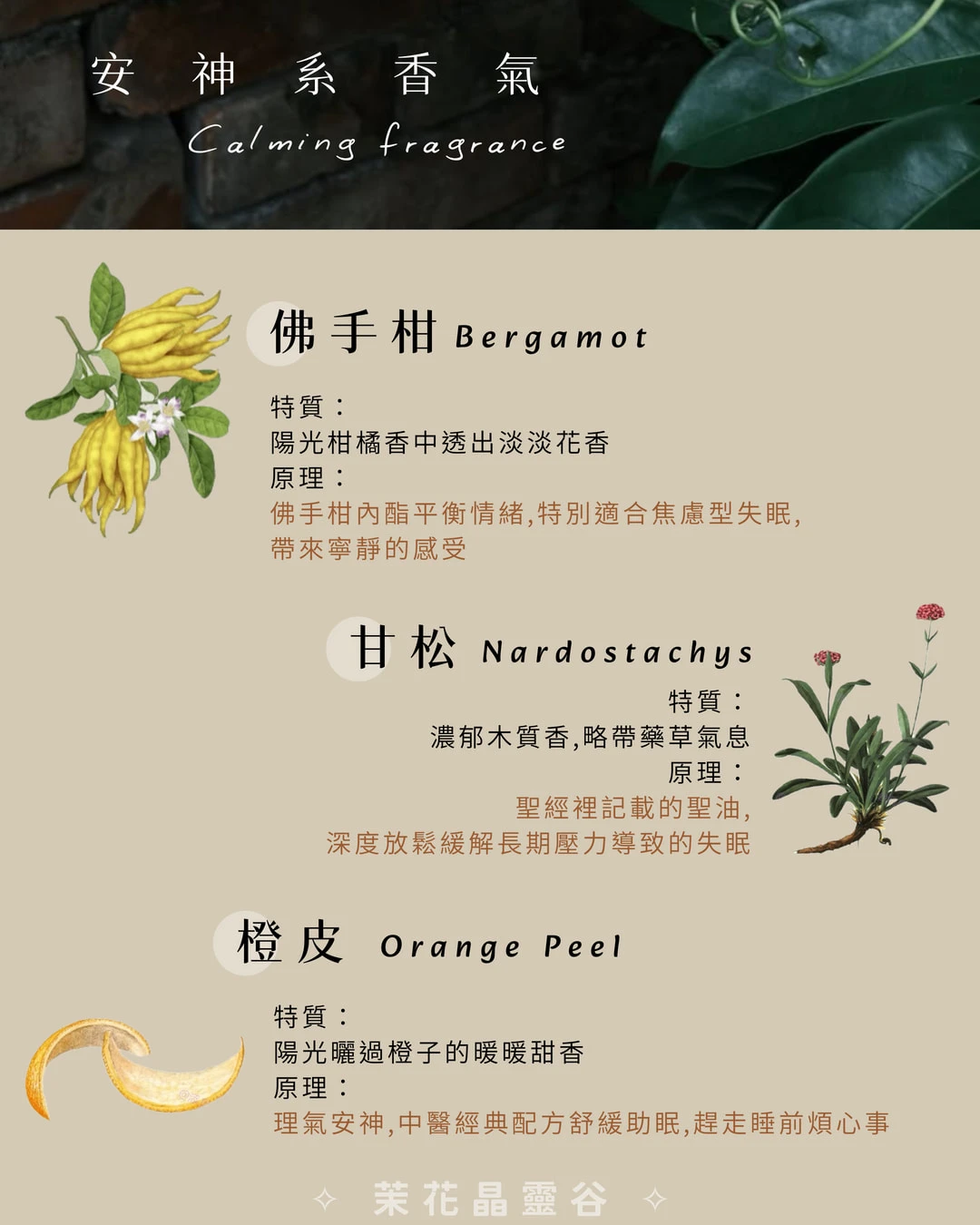 🕊 安神系香氣的療癒筆記