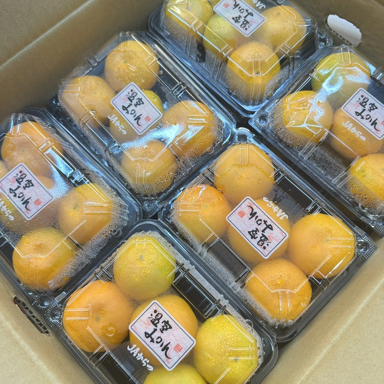 佐賀唐津蜜柑PC盒｜Juicy Jewel 就是這