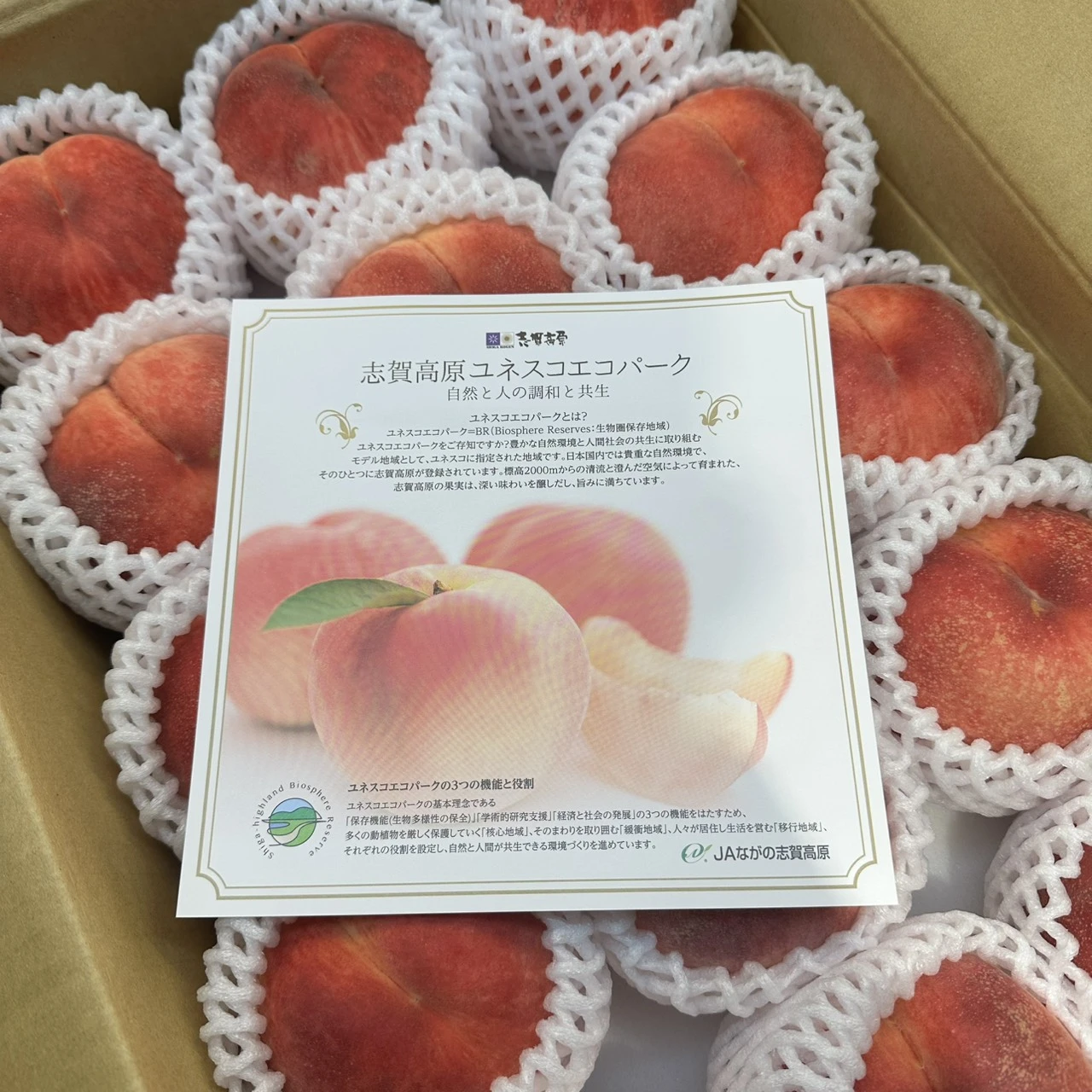 日本長野志賀高原水蜜桃|Juicy Jewel 就是這