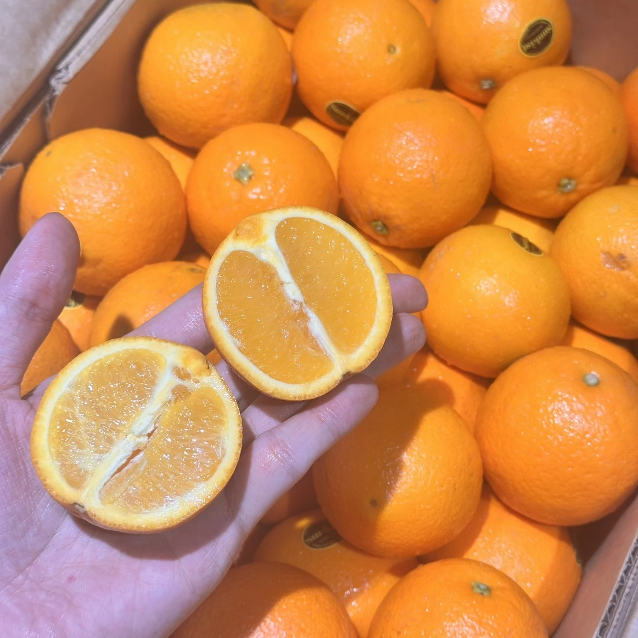 澳洲肚臍丁｜Juicy Jewel 就是這