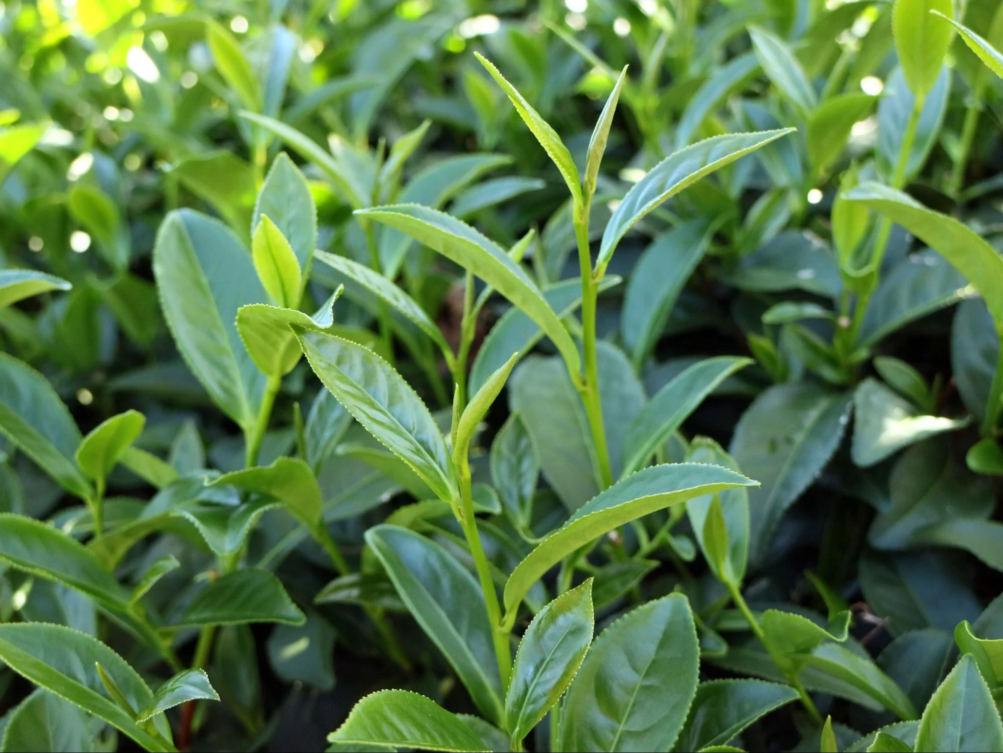 冬茶-茶樹照