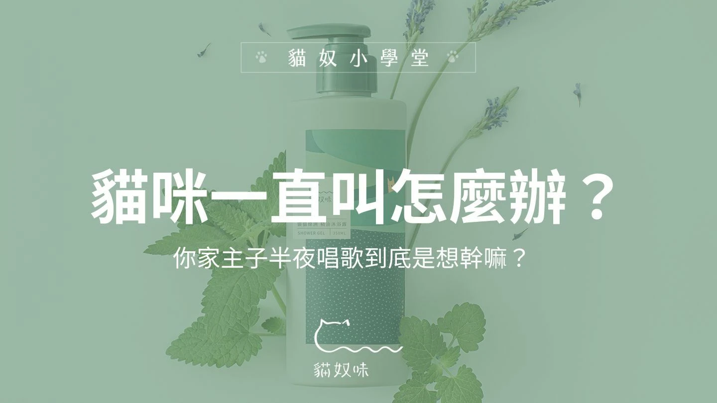 貓咪一直叫怎麼辦？瞭解貓叫的意義跟應對方式