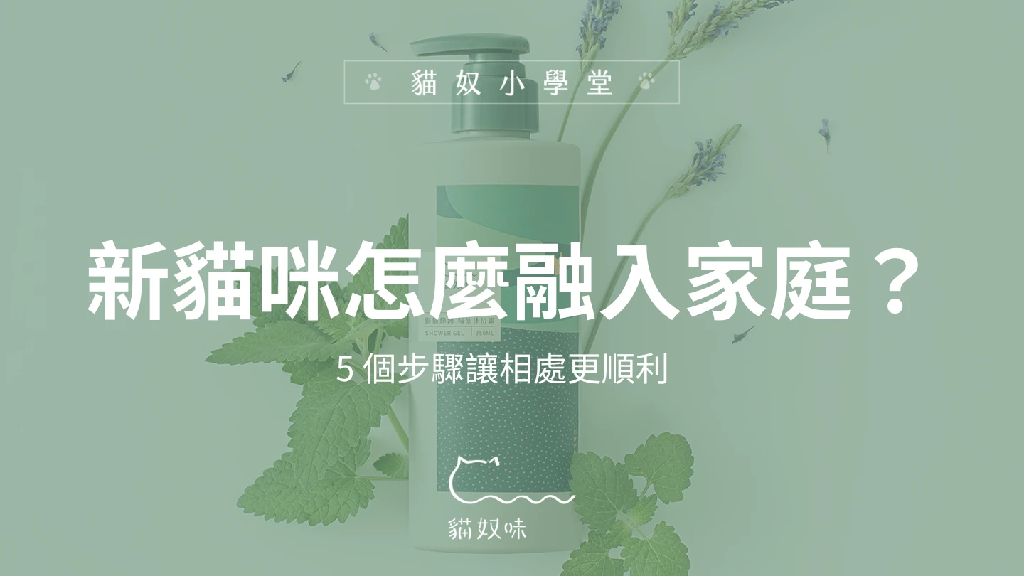 新貓咪怎麼融入家庭？寵物照護專家分享：5 個步驟讓相處更順利