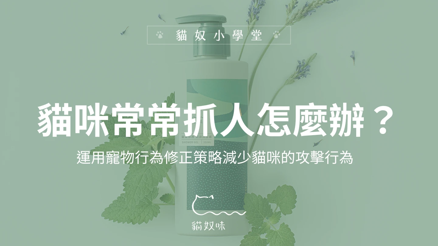 貓咪常常抓、咬傷人怎麼辦？專業訓練師的行為修正策略