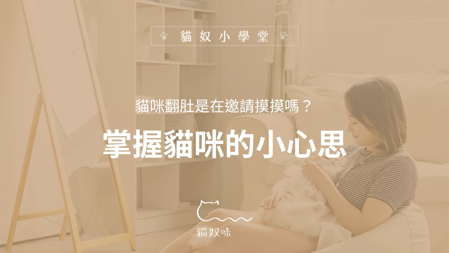 「貓咪翻肚是在邀請摸摸嗎？」寵物達人教你正確的摸肚方式和時機