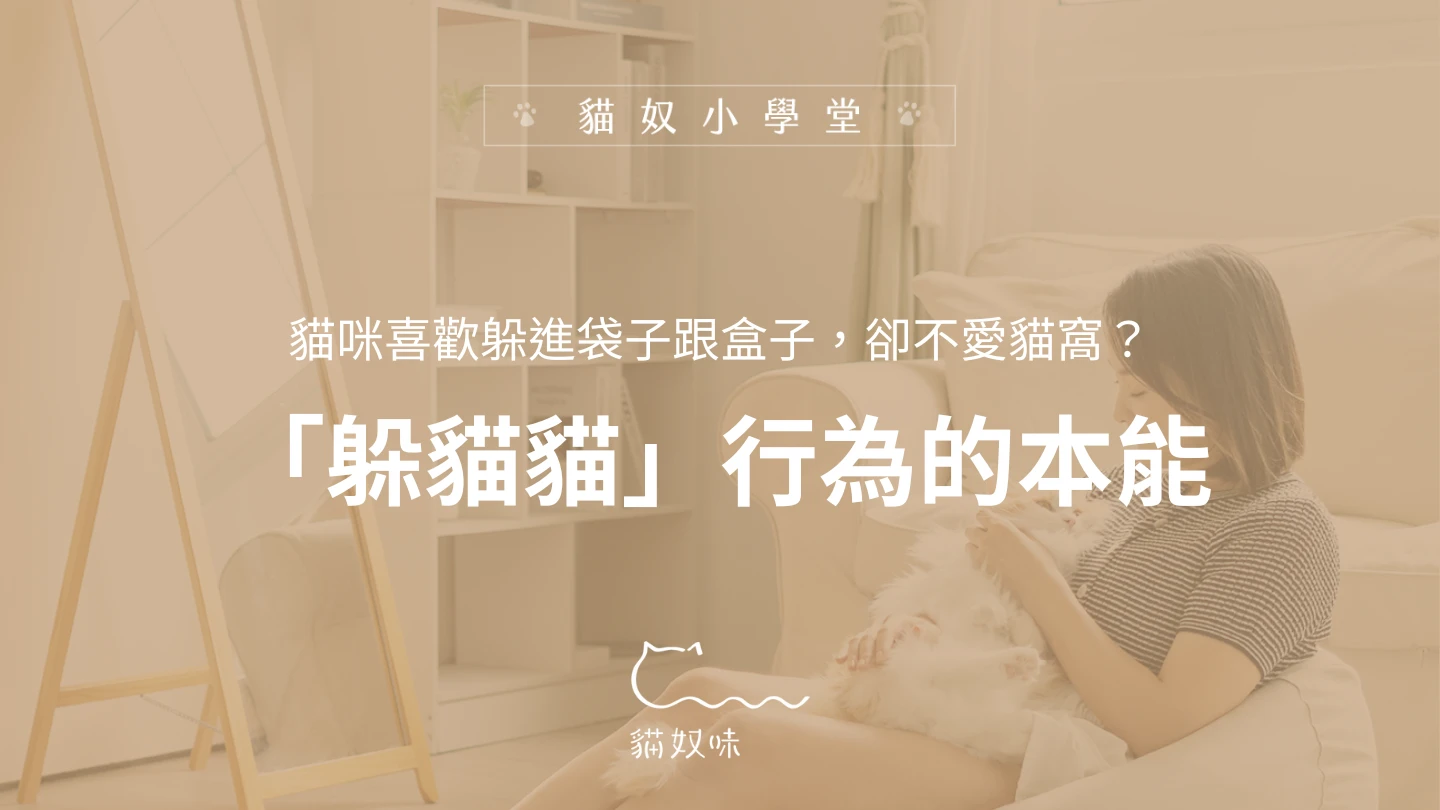貓咪喜歡躲進袋子跟盒子，卻不愛貓窩？從本能瞭解「躲貓貓」行為的意義
