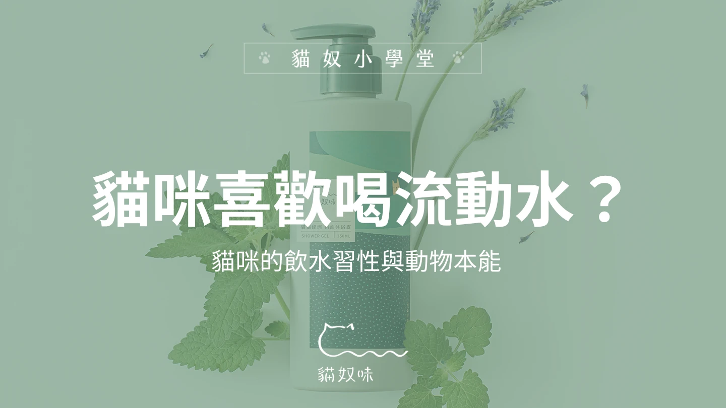 為什麼貓咪喜歡喝流動的水？揭開貓咪的飲水習性