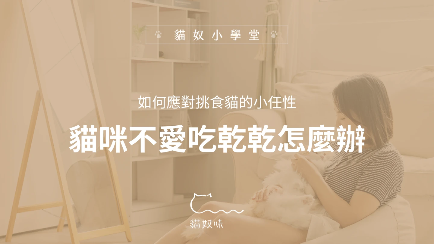 貓咪不愛吃乾乾怎麼辦？帶你一起瞭解挑嘴貓