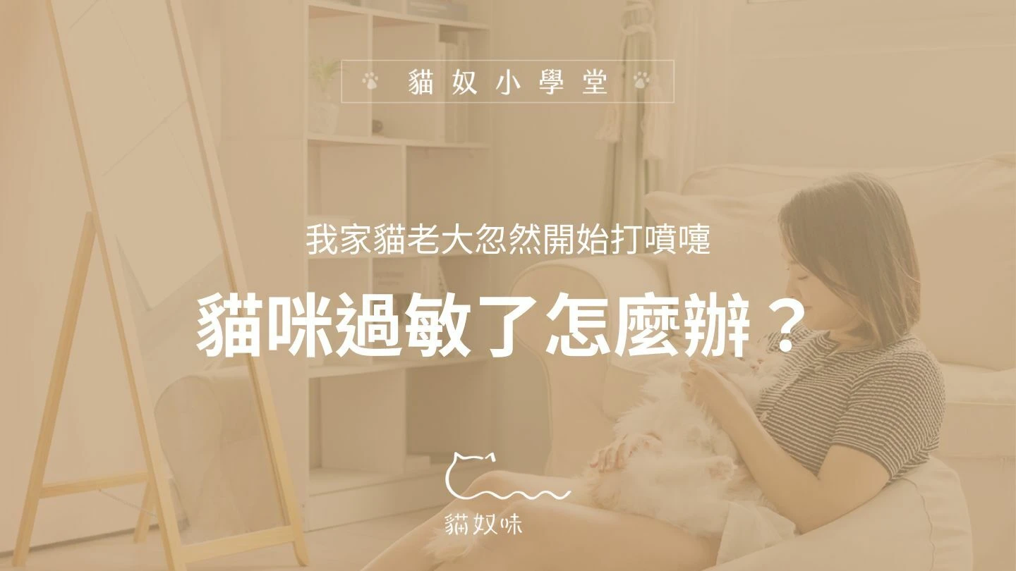 我家貓咪為什麼在打噴嚏？發現、避免並處理貓咪的過敏問題