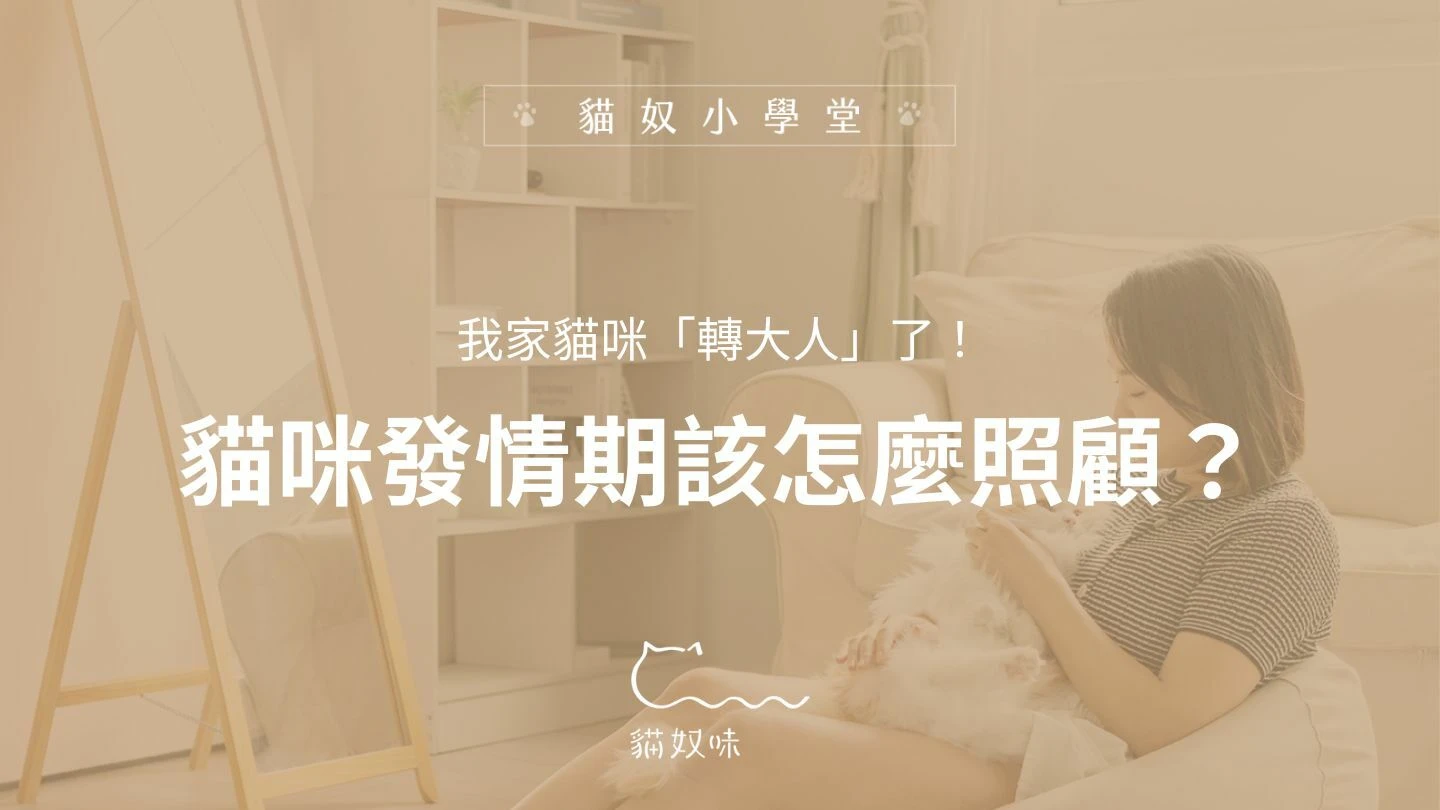我家貓咪「轉大人」了！貓咪發情期該怎麼照顧？