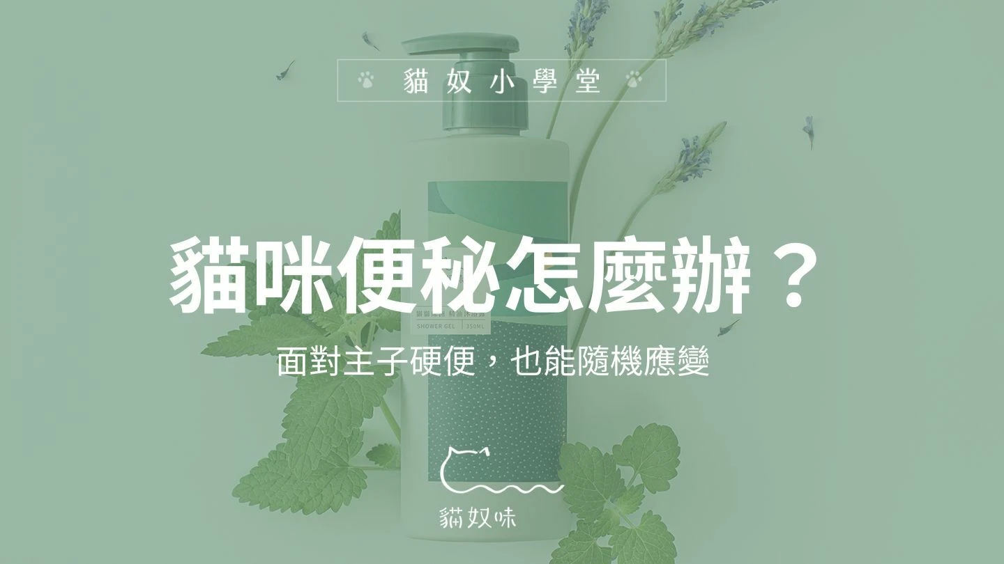 貓咪便秘怎麼辦？面對主子硬便，也能隨機應變