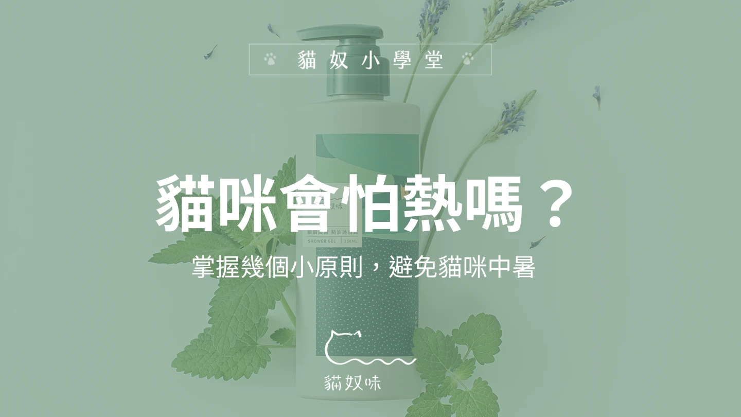 貓咪會怕熱嗎？掌握幾個小原則，避免貓咪中暑
